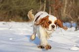 CAVALIER KING CHARLES 446